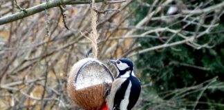 Studien Im Umkreis Kokosöl